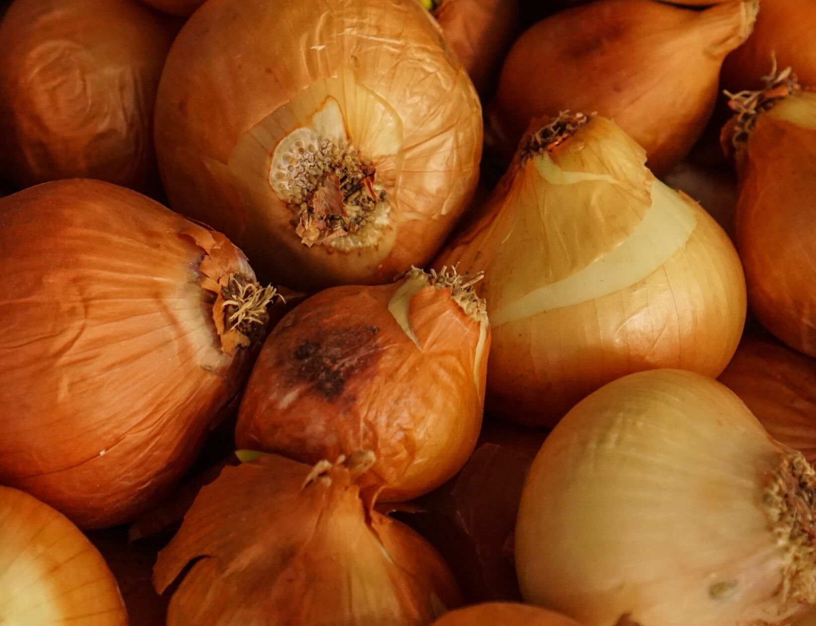 onions uvm extension